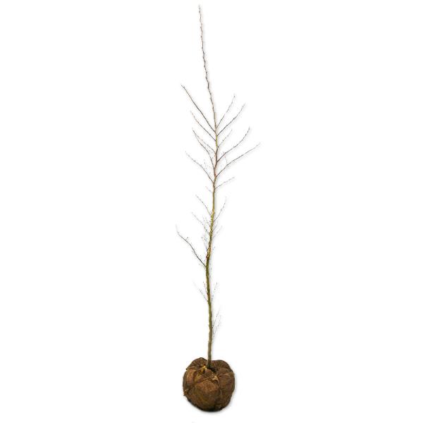 ヒメシャラ 単木 1.5m 露地 苗木