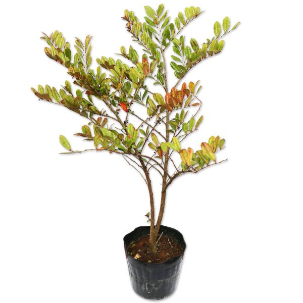 ハマヒサカキ 0.3m 15cmポット 苗