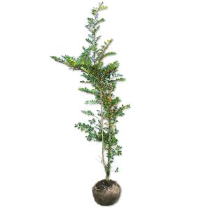 紅羽衣モミジ 株立ち 約1.5m 現品発送 ベニハゴロモ紅葉 特大株 植木