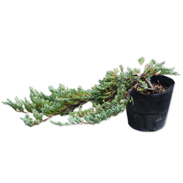 バーハーバー 15cmポット 苗