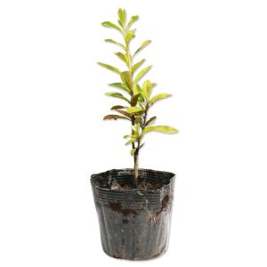 ヒラドツツジ (花色指定不可) 10.5cmポット 苗