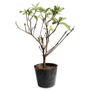 22年9月 常緑低木 洋風 グランドカバー 下草 のおすすめ人気ランキング Yahoo ショッピング