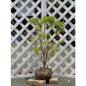 ヒラドツツジ (花色指定不可) 0.5m 露地 苗