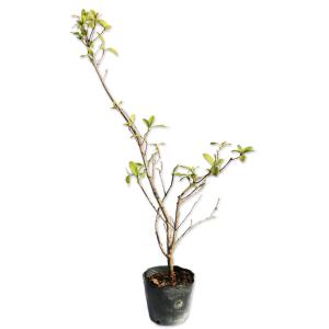 ヒラドツツジ (花色指定不可) 0.5m 10....の商品画像