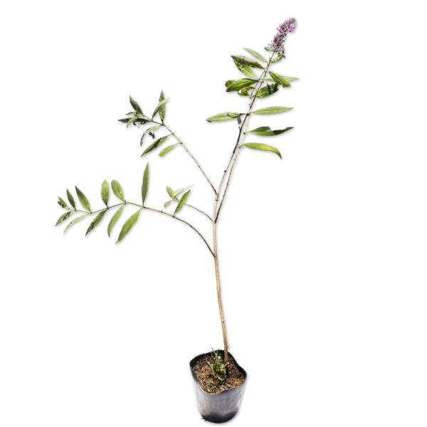 ブッドレア 9.0cmポット 苗