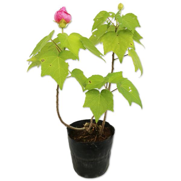 フヨウ 15cmポット 苗