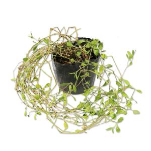 リピア（ヒメイワダレソウ） / 9.0cmポット （ 単 品 ） 苗 植木 苗木