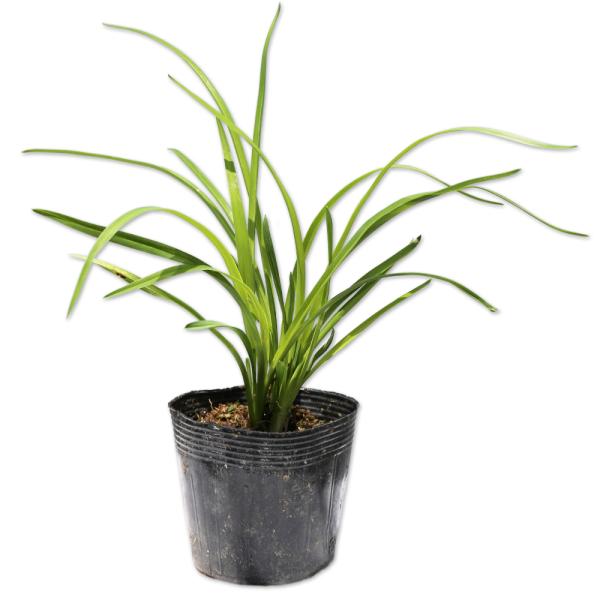 ヘメロカリス 10.5cmポット 苗