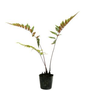 ベニシダ 10.5cmポット 苗