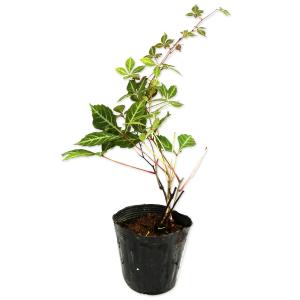 ヘンリーヅタ 9.0cmポット 苗 : トオヤマグリーン - 通販 - Yahoo