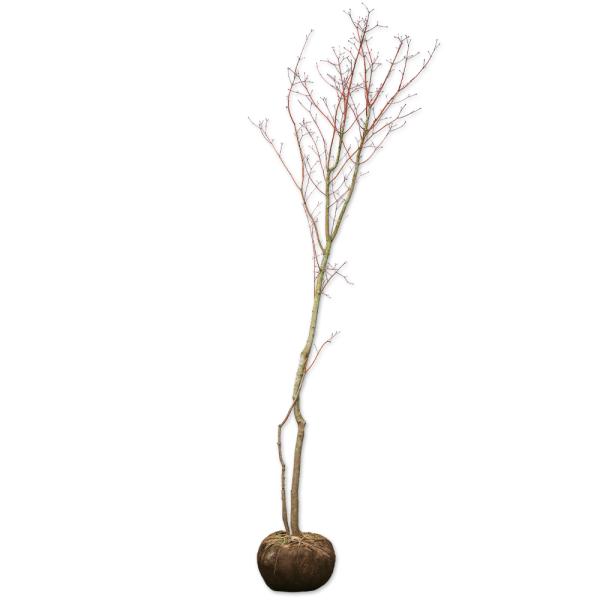 ハウチワカエデ 単木 2.5m 露地 苗木