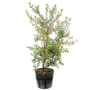 大株 6号鉢植え ワイルドブルーベリー ビルベリー ：果樹苗
