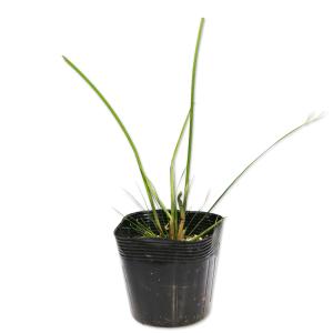 パピルス 植物の商品一覧 通販 Yahoo ショッピング