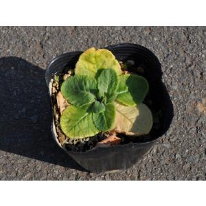 プリムラベリス 9.0cmポット 30個 苗｜green-netbox