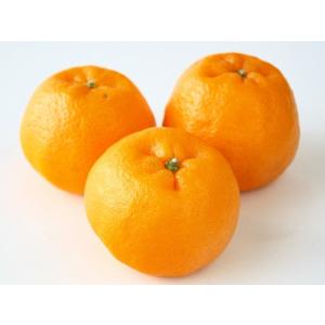 1年間枯れ保証 つる性果樹 ポンカン 吉田 15cmポット 3本セット 送料無料 Plants Rule Com Index Php