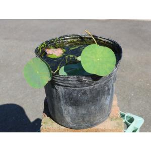 ヒメハス クリーム 24cmポット 苗