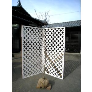 ハナミズキ 赤花 単木 1.5m 露地 苗木