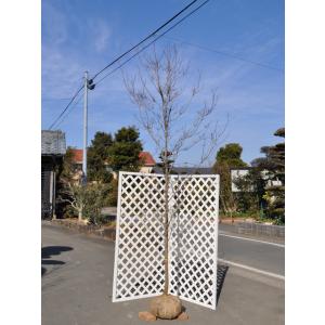 ハナミズキ 赤花 単木 2.3m 露地 苗木