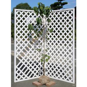 ハナミズキ 白花 単木 1.7m 露地 2本 苗木