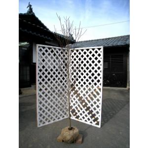 ハナミズキ 白花 単木 2m 露地 苗木