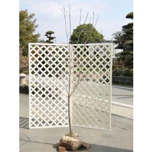 ハナミズキ ピンク 品種の商品一覧 通販 Yahoo ショッピング