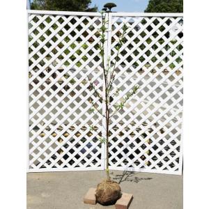 枝垂れ花桃源平の商品一覧 通販 Yahoo ショッピング