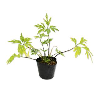 ヒゴスミレ 9.0cmポット 苗