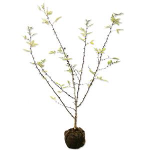 フユザンショウ 1.2m 露地 苗の商品画像