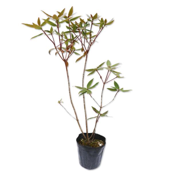 ヒカゲツツジ 0.3m 10.5cmポット 苗