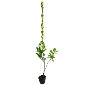 マサキ 苗木 植木 の商品一覧 花 ガーデニング 通販 Yahoo ショッピング