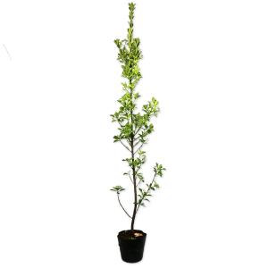マサキ 種類 花 ガーデニング の商品一覧 通販 Yahoo ショッピング