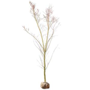 桂モミジ カツラモミジ 約2m 大株植木苗木 桂紅葉 オレンジ色の新芽が
