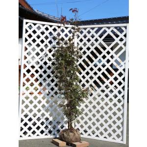 白杉、台杉『特大❗️』引き取り又は近畿地方限定配達&植込み可能。 台杉 株立ち 約2.6m 現品発送 一点物 豪華株 超特大株 大苗 植木 苗木