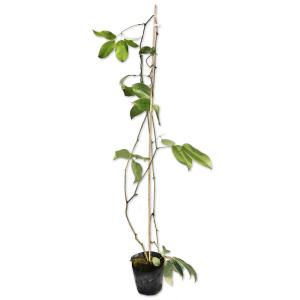 コーデックス：メキシコ亀甲竜 ディオスコレア マクロスタチア*塊幅