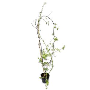 モッコウバラ 白花 1.5m長尺 15cmポット...の商品画像