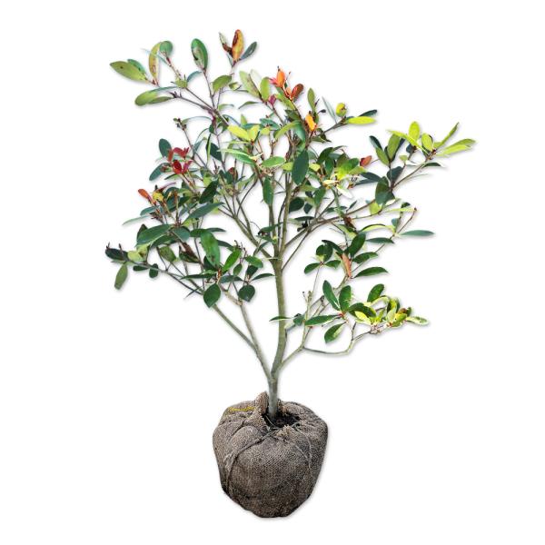 モッコク 単木 0.6m 露地 苗