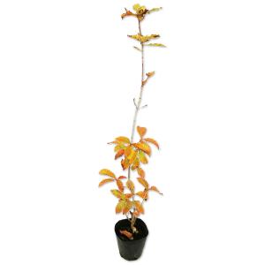 北の蝦夷　黄色く紅葉するミズナラ苗木50本どんぐりの苗木20センチ〜30センチ ミズナラ 樹高30〜50cm前後 20本セット : 相馬グリーン - 通販 - Yahoo