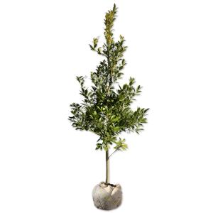 ウバメガシ 単木 2.5m 露地 2本 苗木 : トオヤマグリーン - 通販