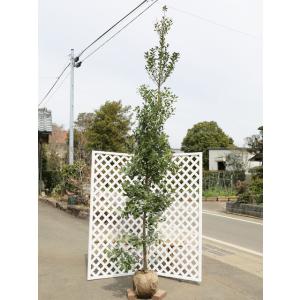 大型商品】モチノキ 樹高2.5m前後 露地苗 シンボルツリー 常緑樹