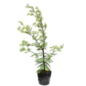 紅羽衣モミジ 株立ち 約1.5m 現品発送 ベニハゴロモ紅葉 特大株 植木
