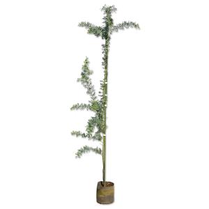 ミモザアカシア 約2.5m 現品発送 超特大株 植木苗木大苗 ギンヨウ