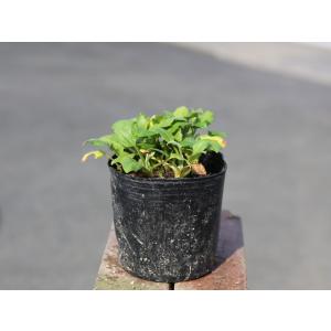 多年草 花 ピンク キク科 グランドカバー 下草の苗 の商品一覧 苗 花 ガーデニング 通販 Yahoo ショッピング