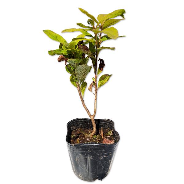 ムラサキヤシオツツジ 0.1m 9.0cmポット 10個 苗