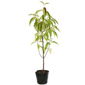 盆栽 特選：ネズミモチ（鼠糯） 現品*ねずみもち Ligustrum japonicum