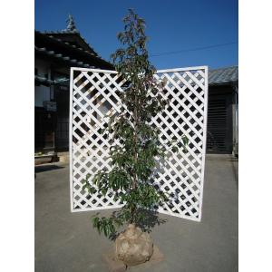 チャボヒバ 2m 露地 苗木 : トオヤマグリーン - 通販 - Yahoo