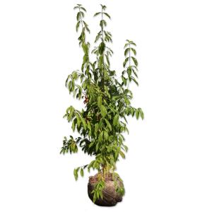 シマトネリコ 株立ち 約2m 大株植木苗木 シンボルツリー 鉢植え 規格