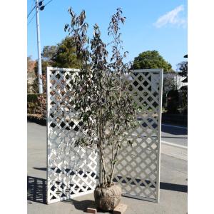 フェイジョア 株立ち 約1.7m 規格販売 植木 苗木 大苗 お買い得な