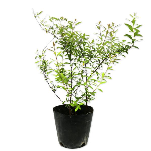 ユキヤナギ 10.5cmポット 50本 苗