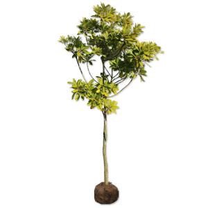 旅人の木（タビビトノキ）6寸スクエア鉢植え : 日本花卉ガーデン
