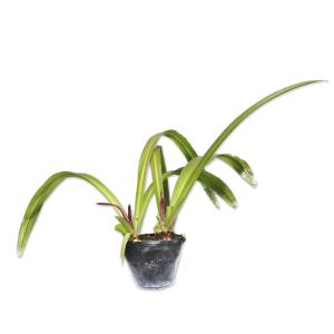 ユーコミス 球根の商品一覧 通販 Yahoo ショッピング